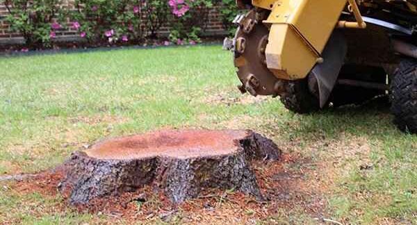 tree stump grinding